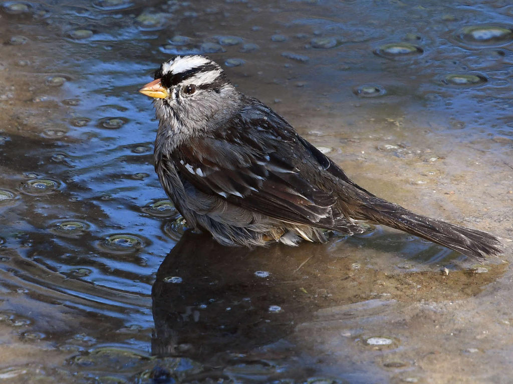 Sparrow8.jpg