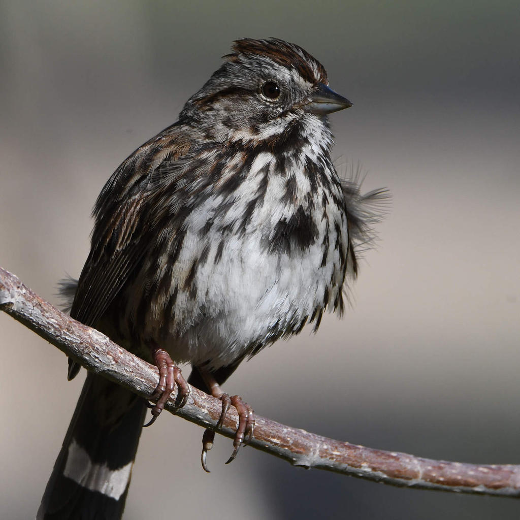 Sparrow8.jpg