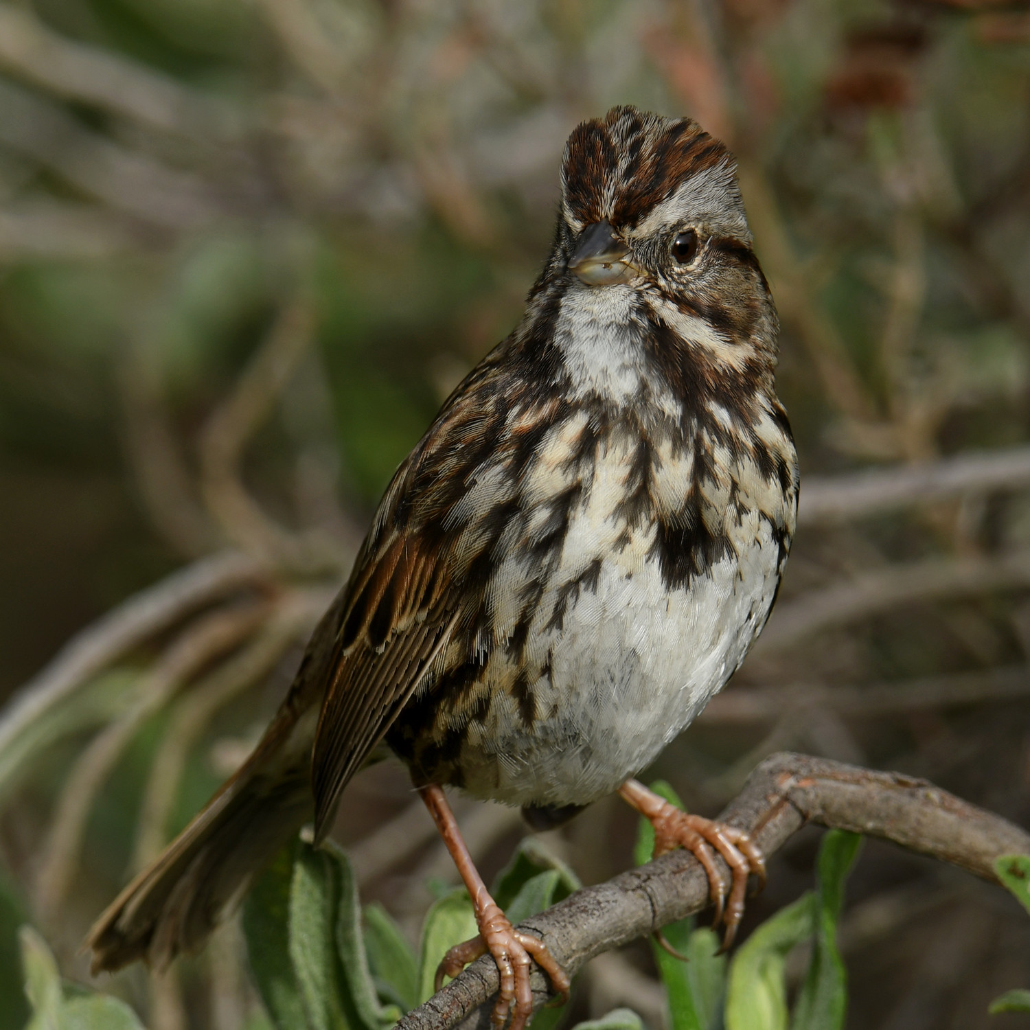 Sparrow8.jpg