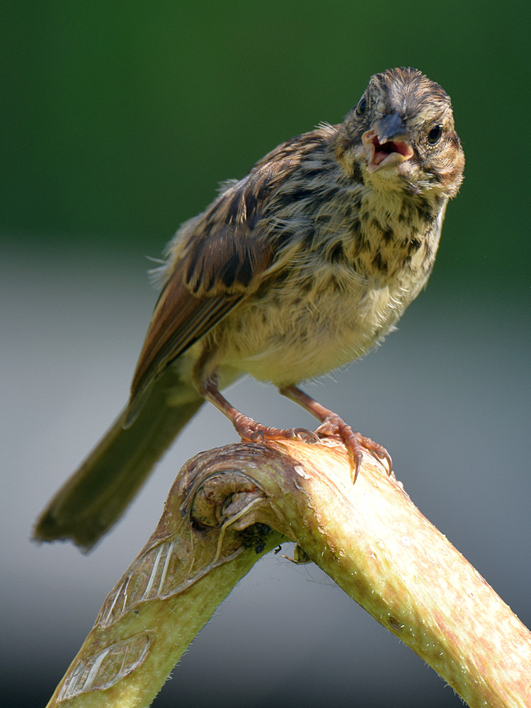 Sparrow9.jpg