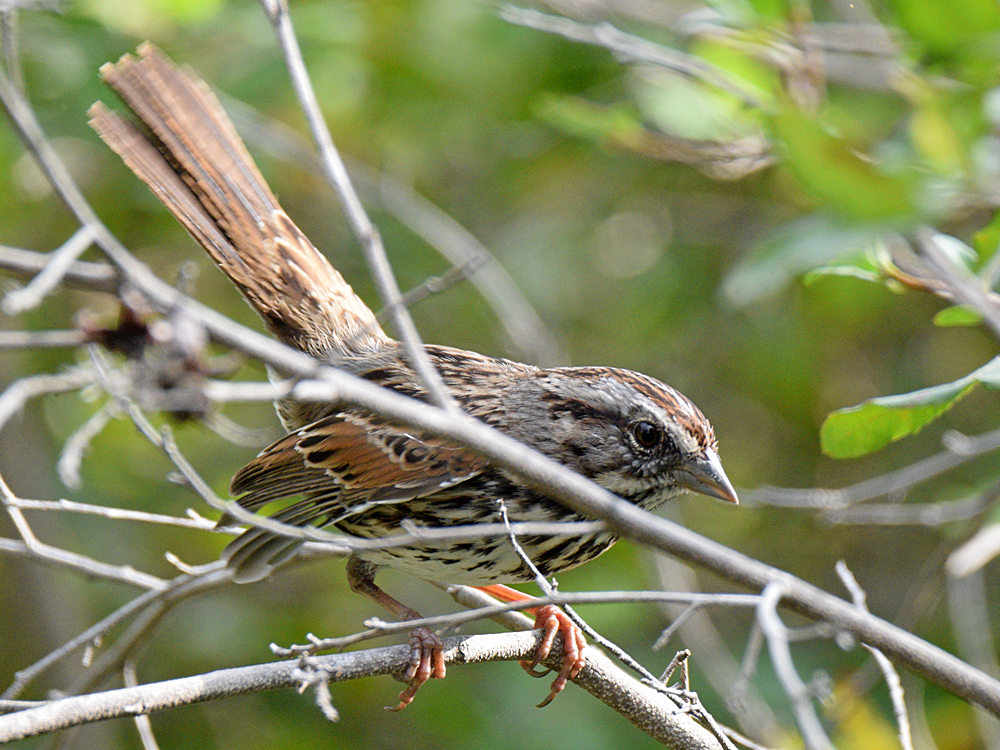 Sparrow9.jpg