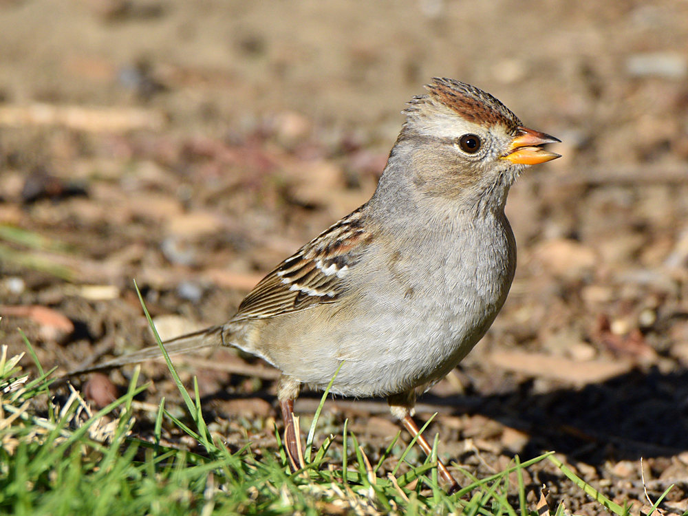 Sparrow9.jpg