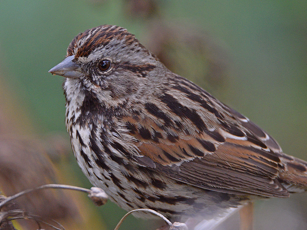 Sparrow9.jpg