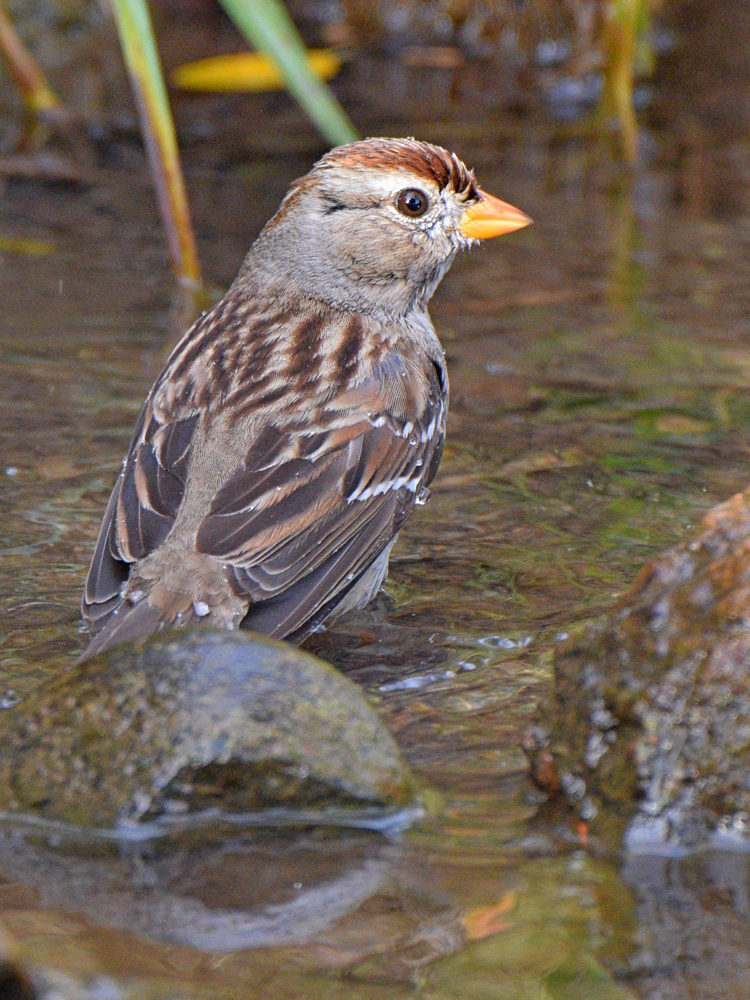 Sparrow9.jpg