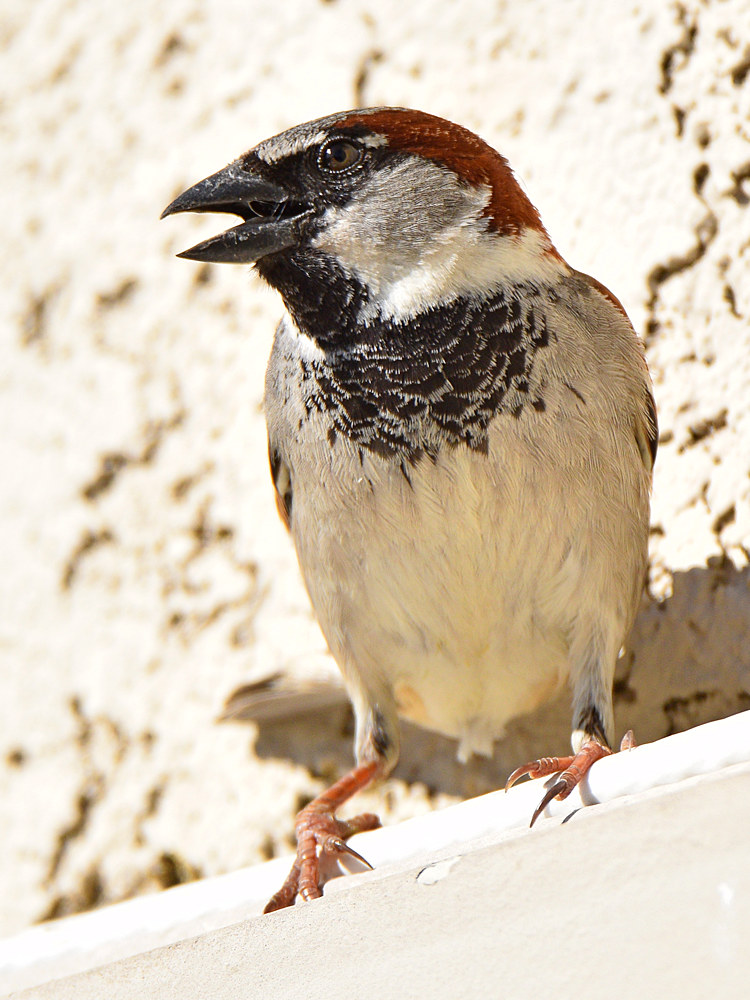 Sparrow9.jpg