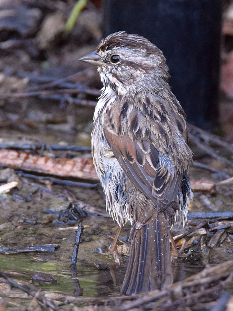 Sparrow9.jpg