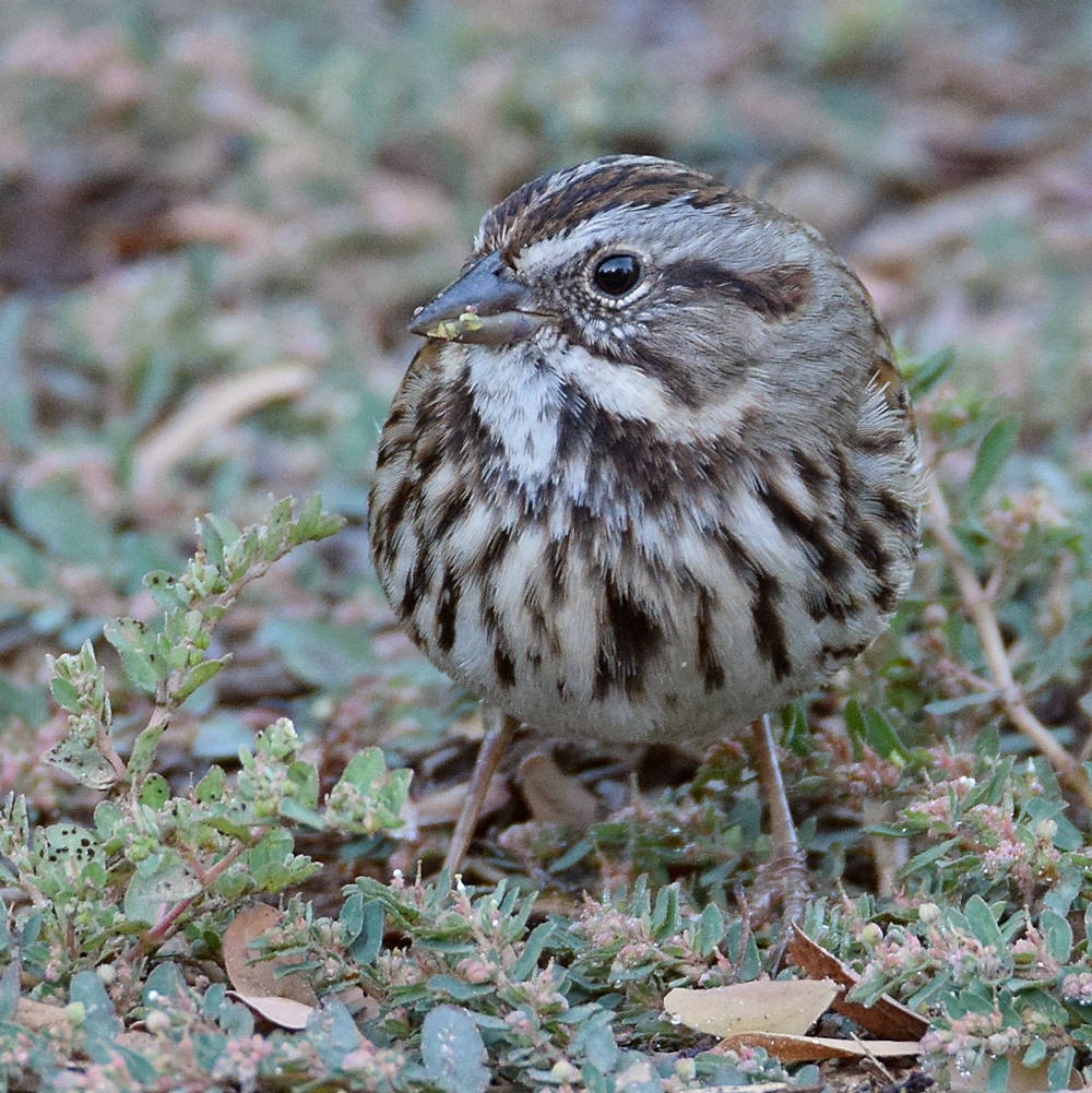 Sparrow9.jpg