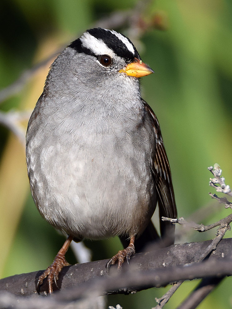 Sparrow9.jpg