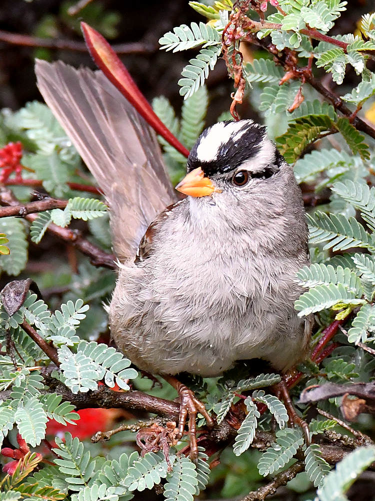 Sparrow9.jpg