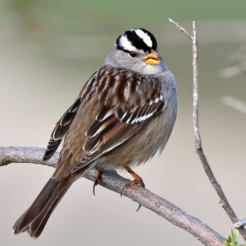 Sparrow9.jpg