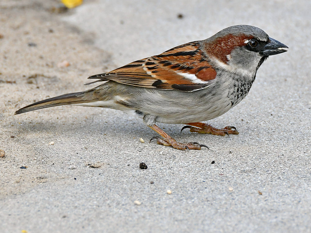 Sparrow9.jpg