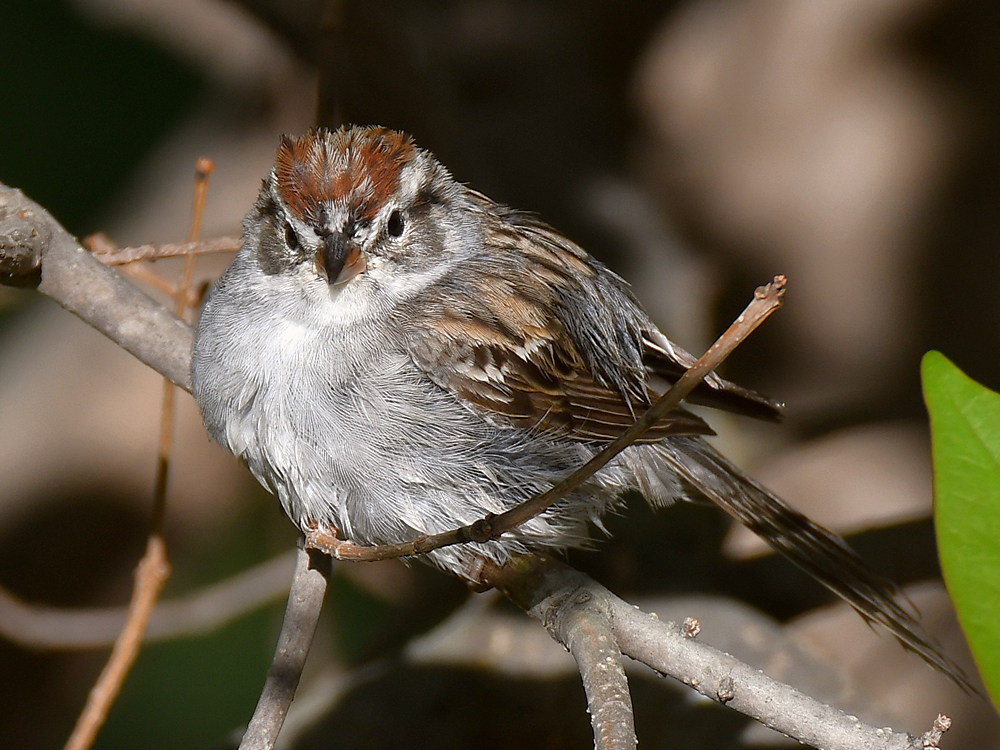 Sparrow9.jpg
