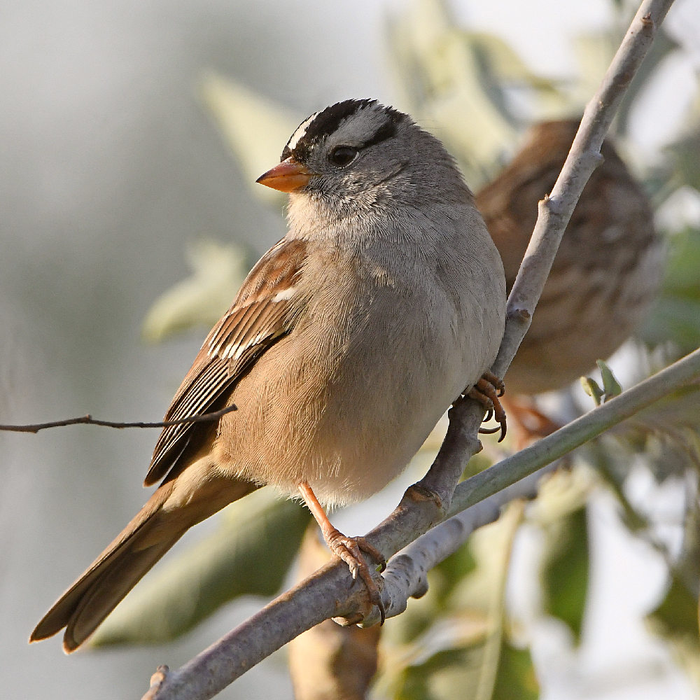Sparrow9.jpg