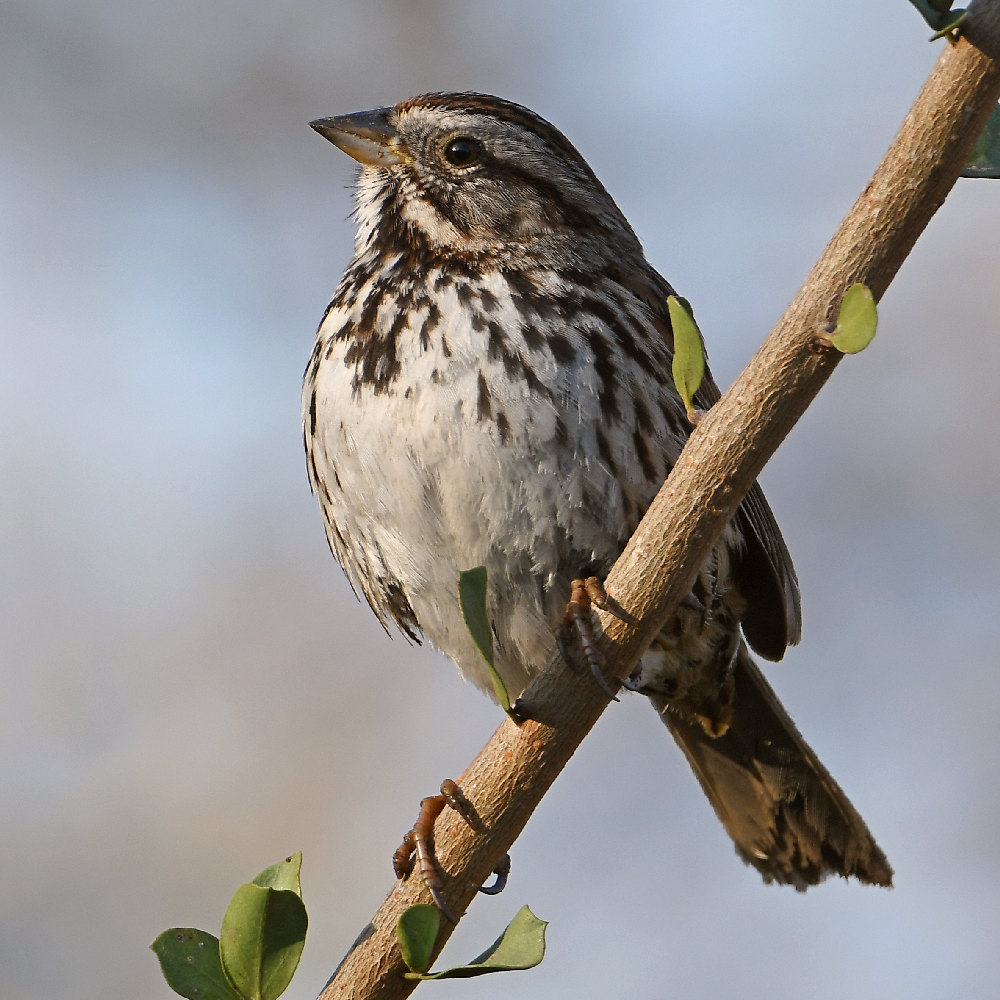 Sparrow9.jpg