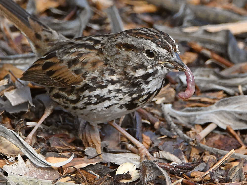 Sparrow9.jpg