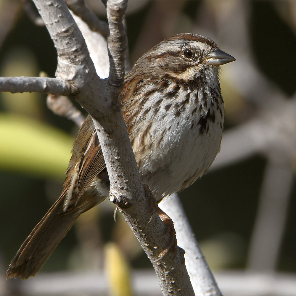 Sparrow9.jpg
