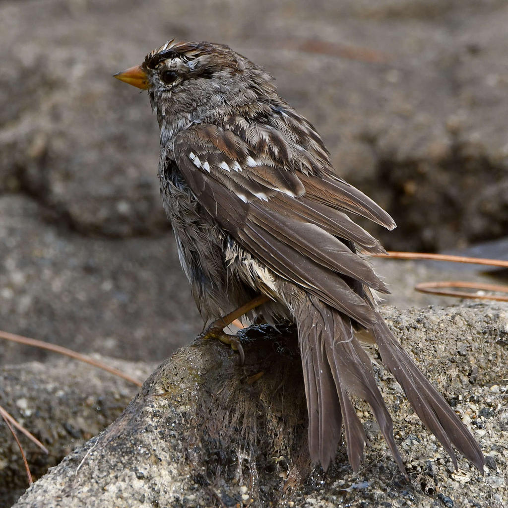 Sparrow9.jpg