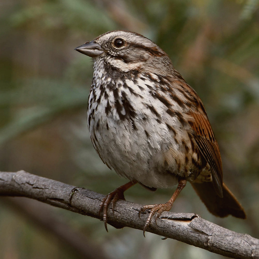 Sparrow9.jpg