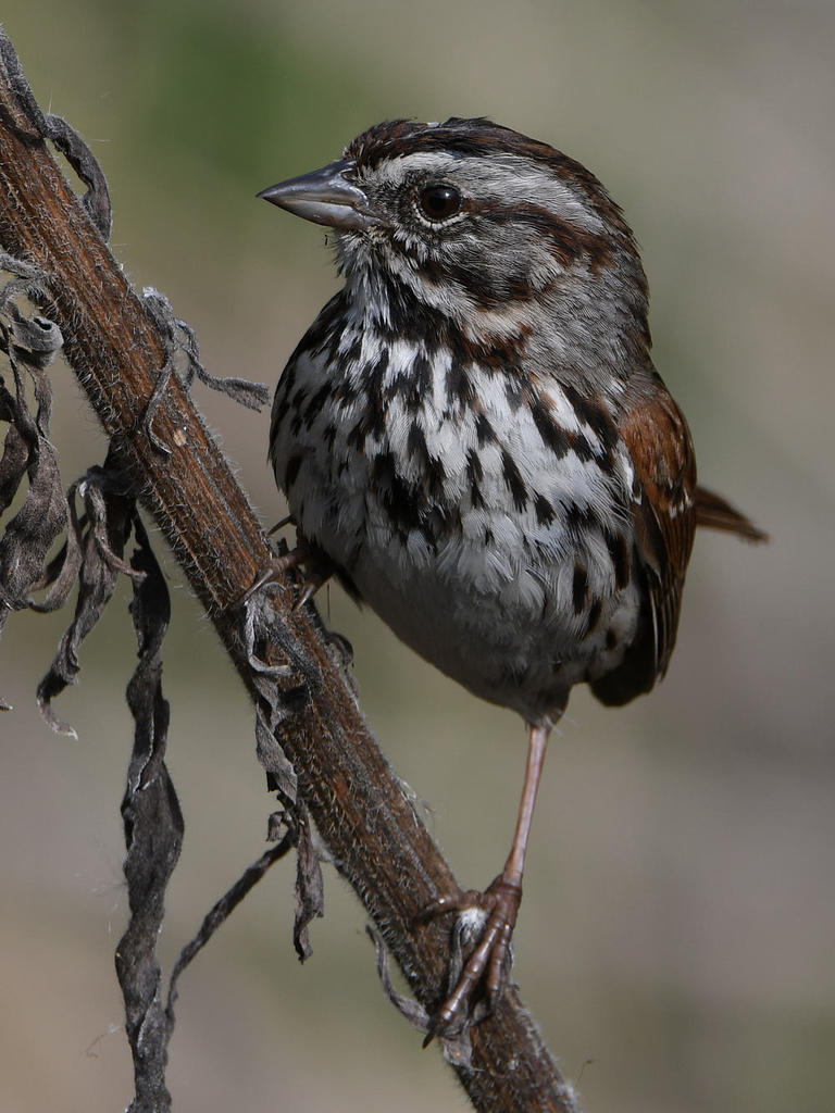 Sparrow9.jpg