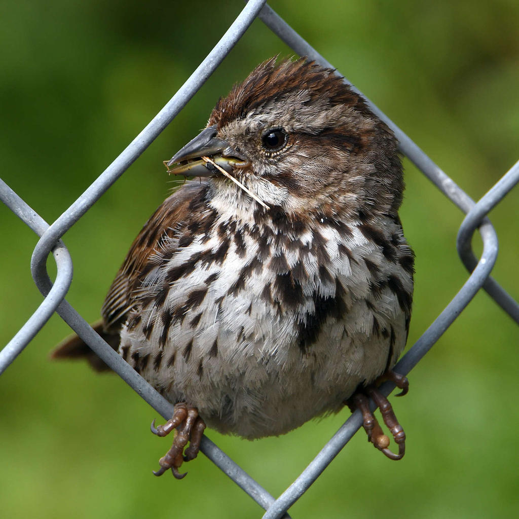 Sparrow9.jpg