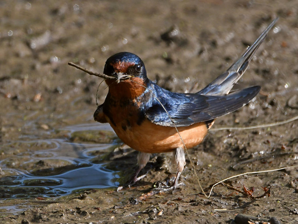 Sparrow9.jpg
