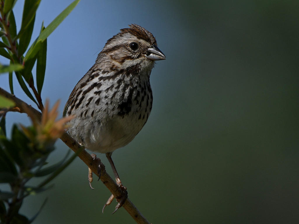 Sparrow9.jpg
