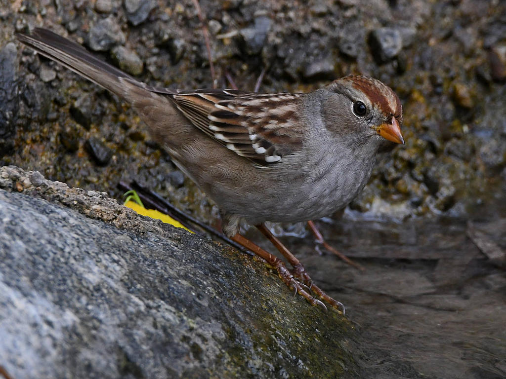 Sparrow9.jpg