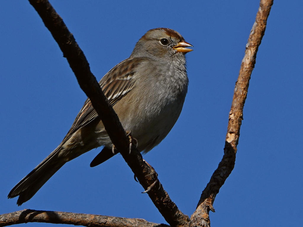 Sparrow9.jpg