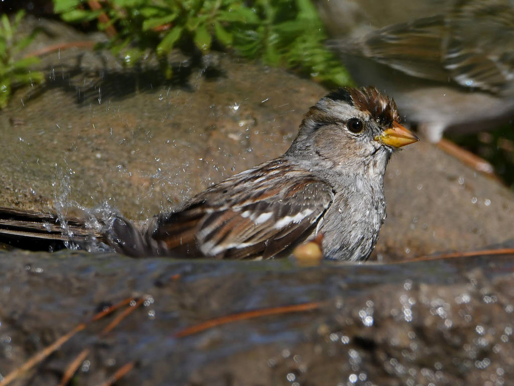 Sparrow9.jpg