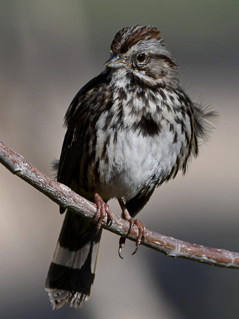 Sparrow9.jpg