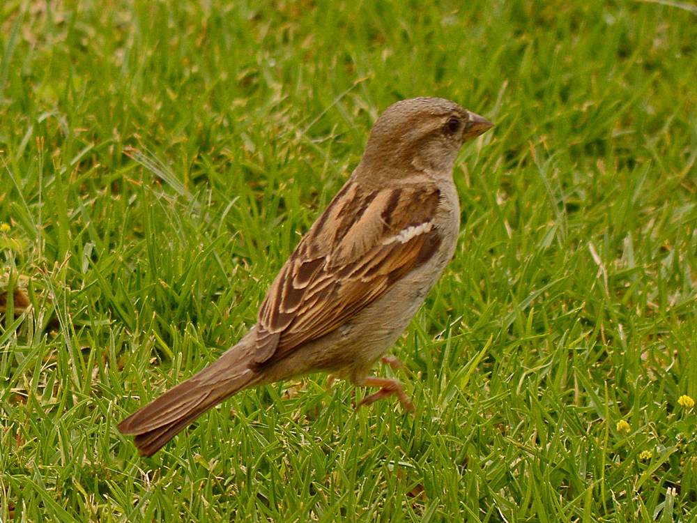 Sparrow9.jpg