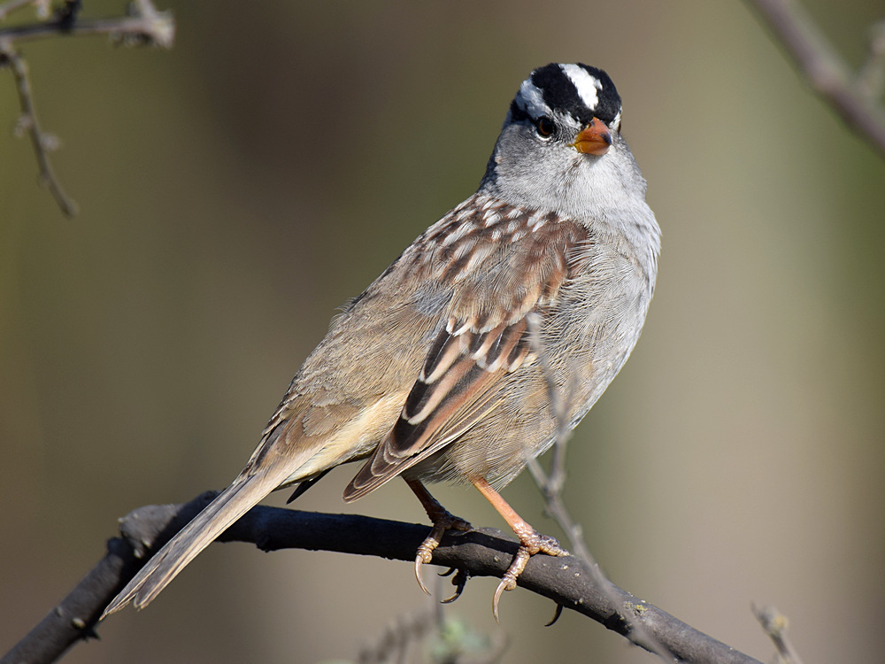 Sparrow_2015-04-02.jpg