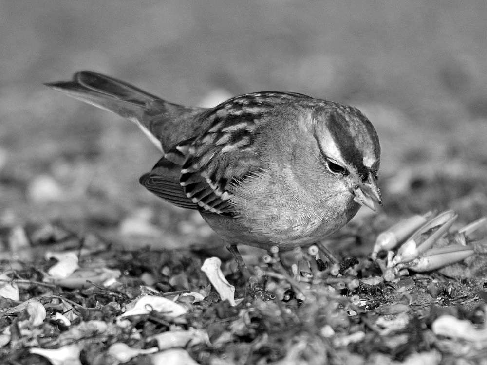 SparrowBW.jpg