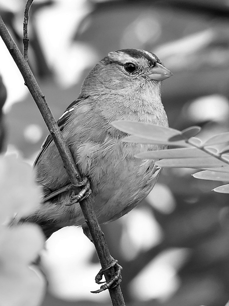 SparrowBW.jpg