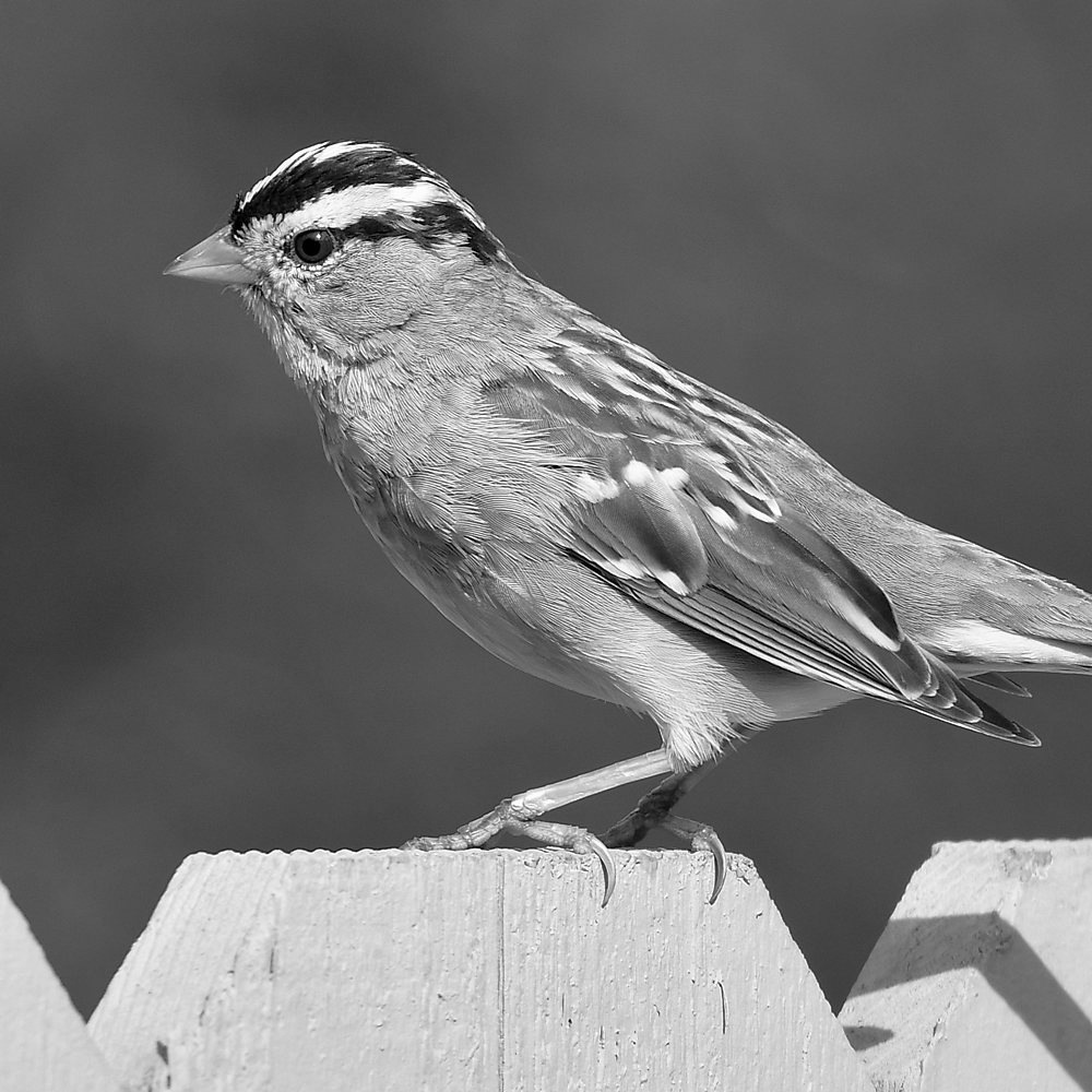 SparrowBW.jpg