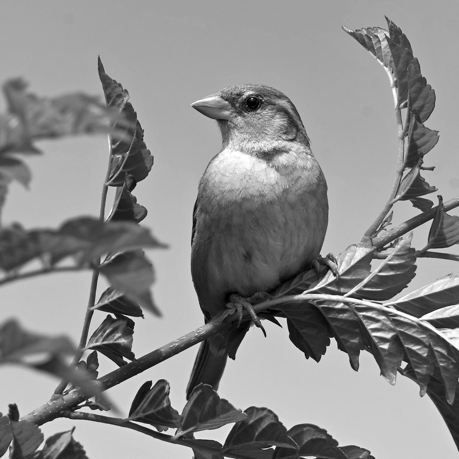 SparrowBW.jpg
