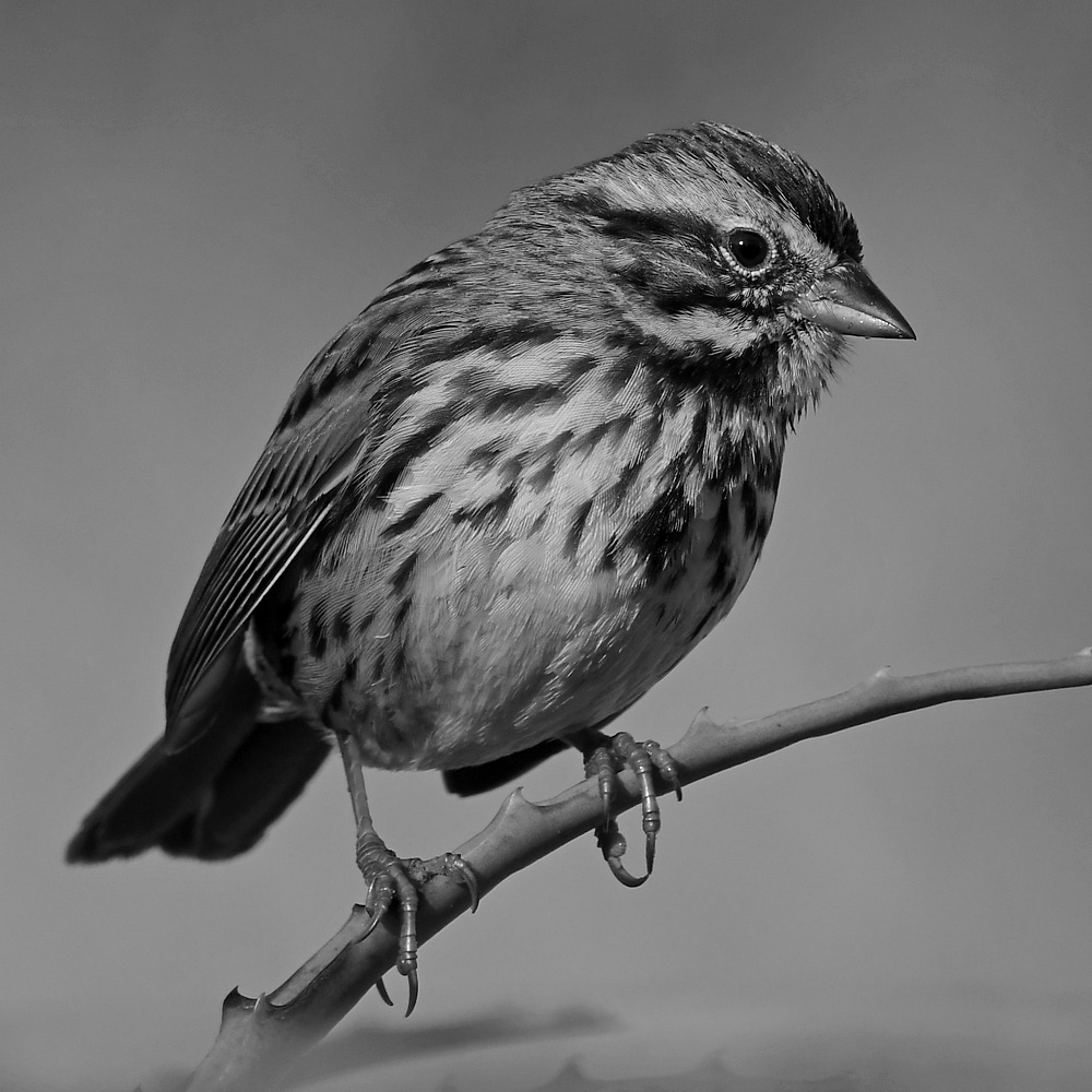 SparrowBW3.jpg