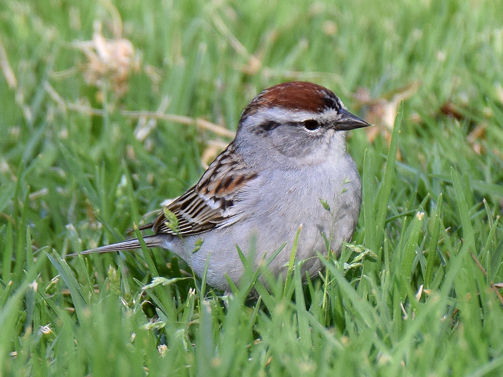 Sparrowr3.jpg