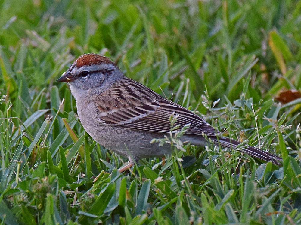 Sparrowr7.jpg