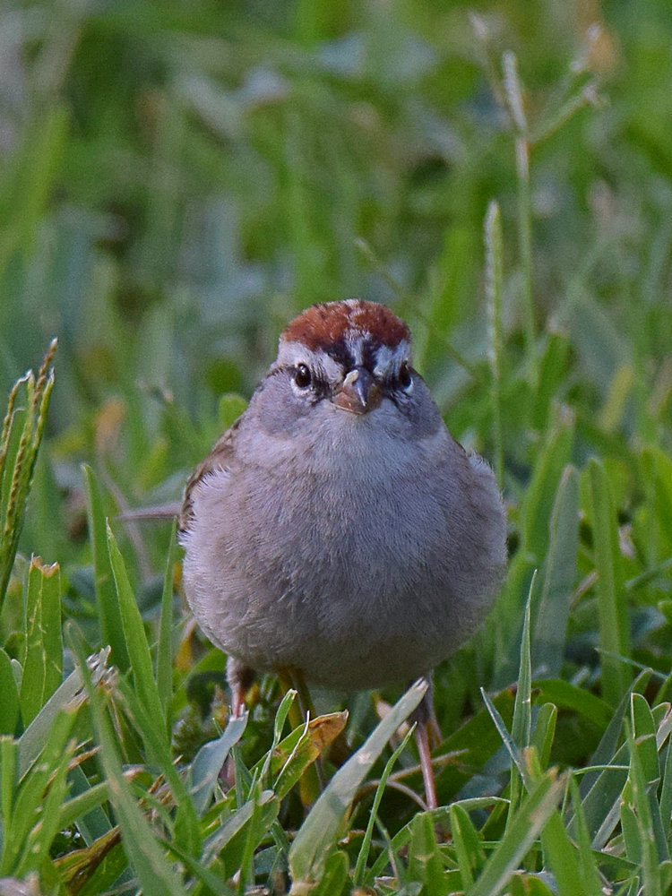 Sparrowr8.jpg