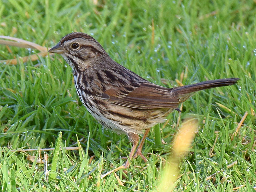 Sparrowr9.jpg