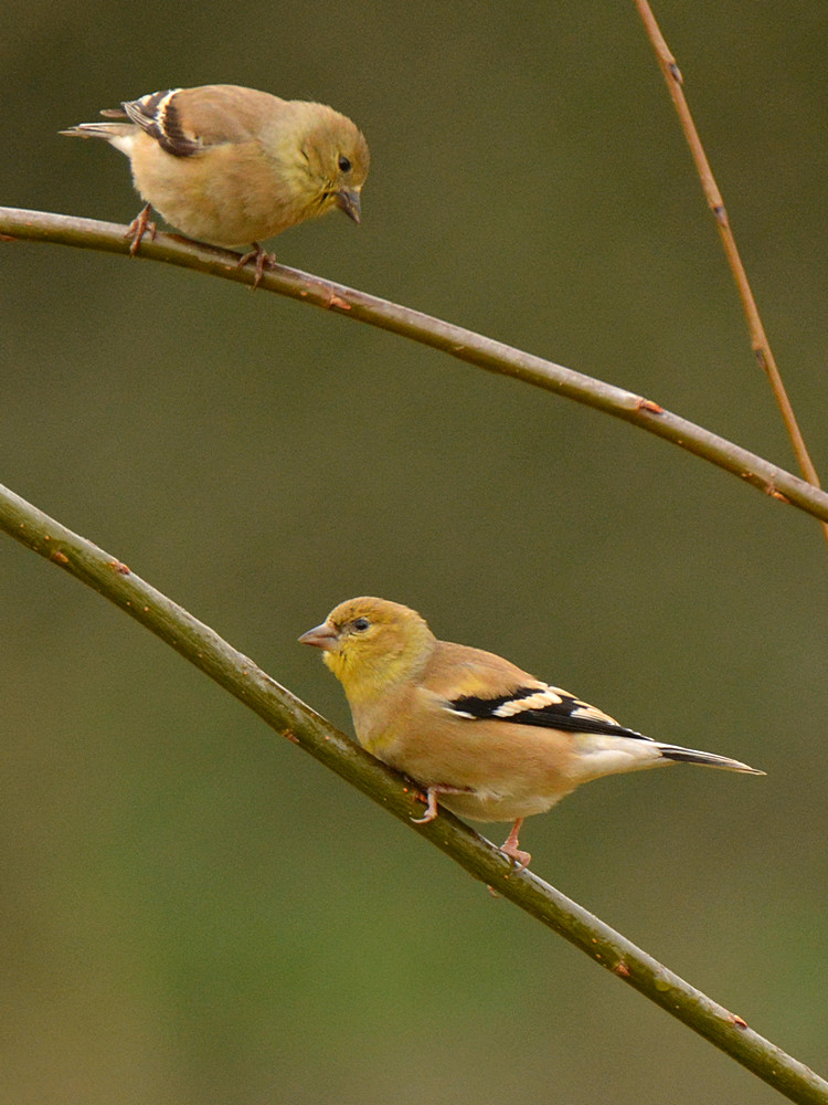 Sparrows.jpg