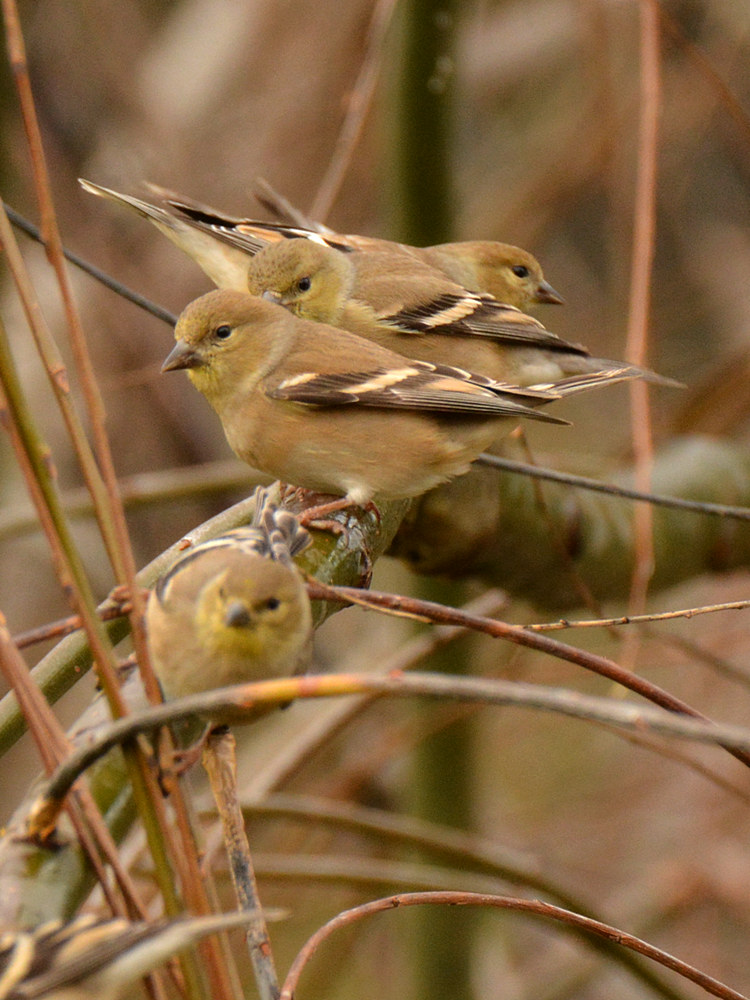 Sparrows2.jpg