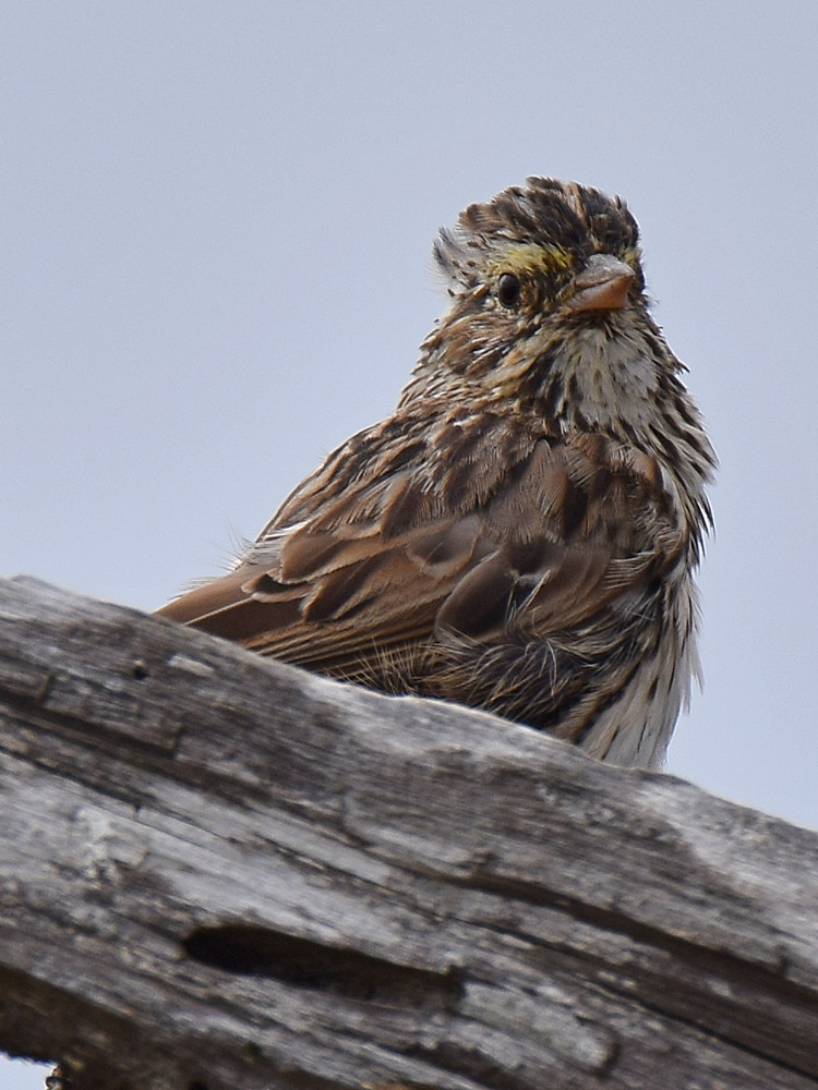 SparrowSavannah.jpg