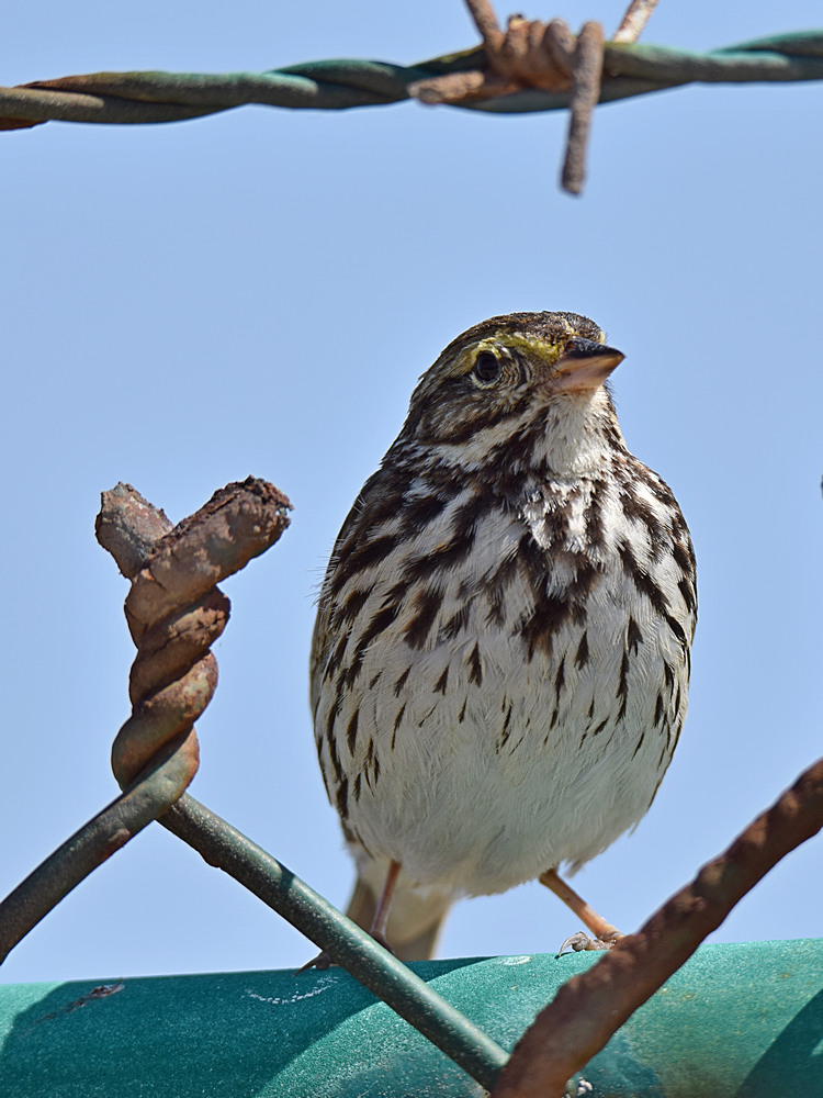 SparrowSavannah5.jpg