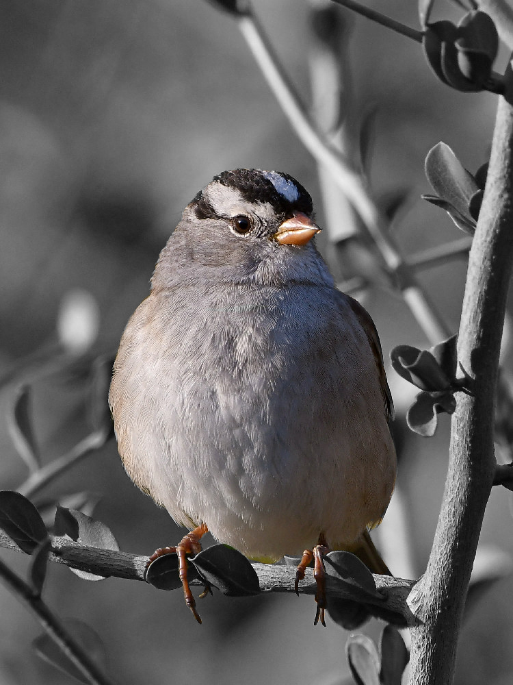 SparrowSC.jpg