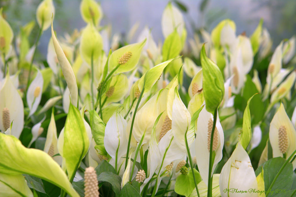 Spathiphyllum Field  7-15-2016.jpg