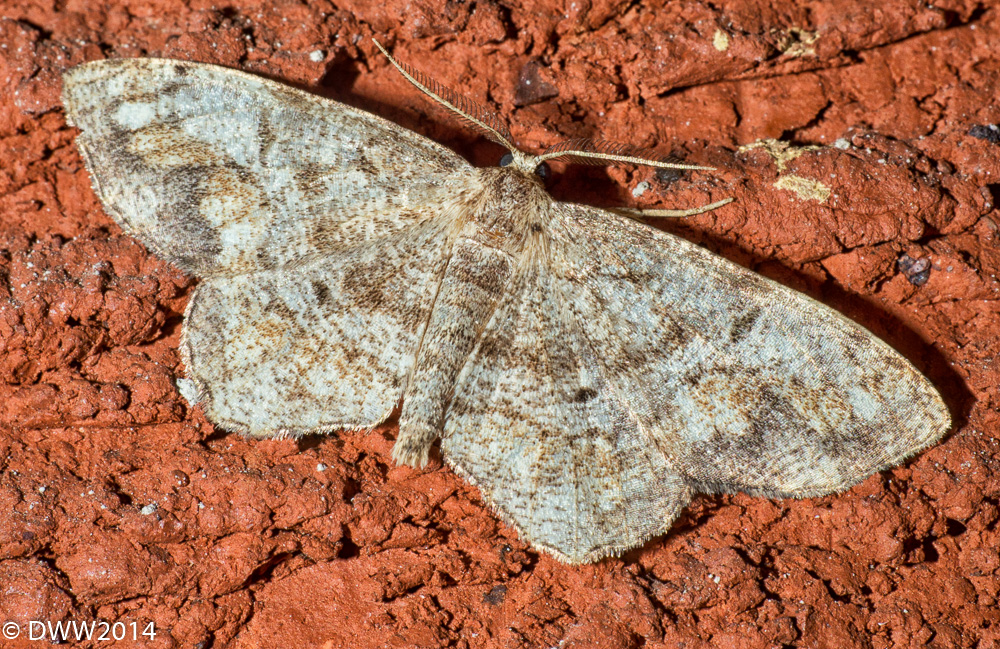 Speckled Beauty (1 of 1).jpg