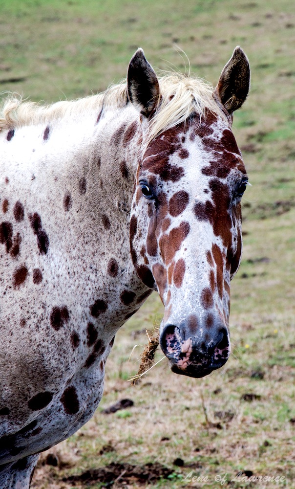 Speckled Horse LOL.jpg