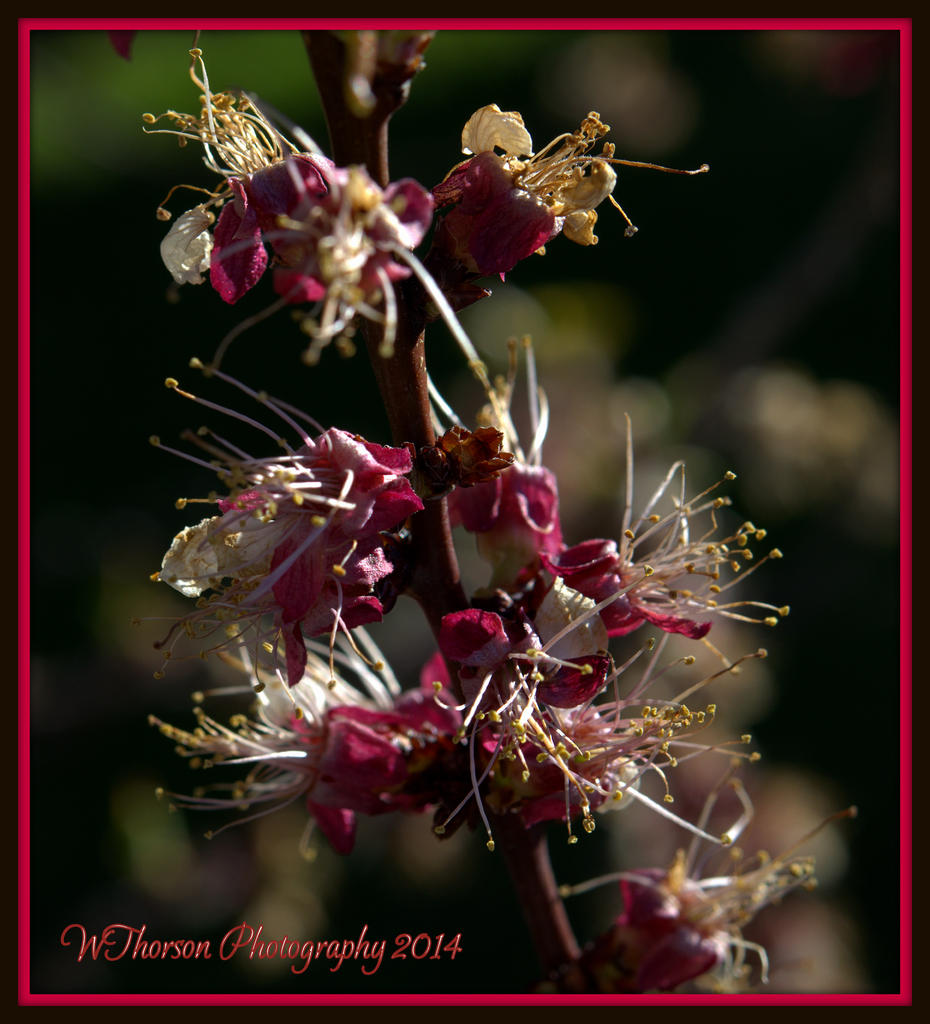 Spent Apricot Buds.jpg